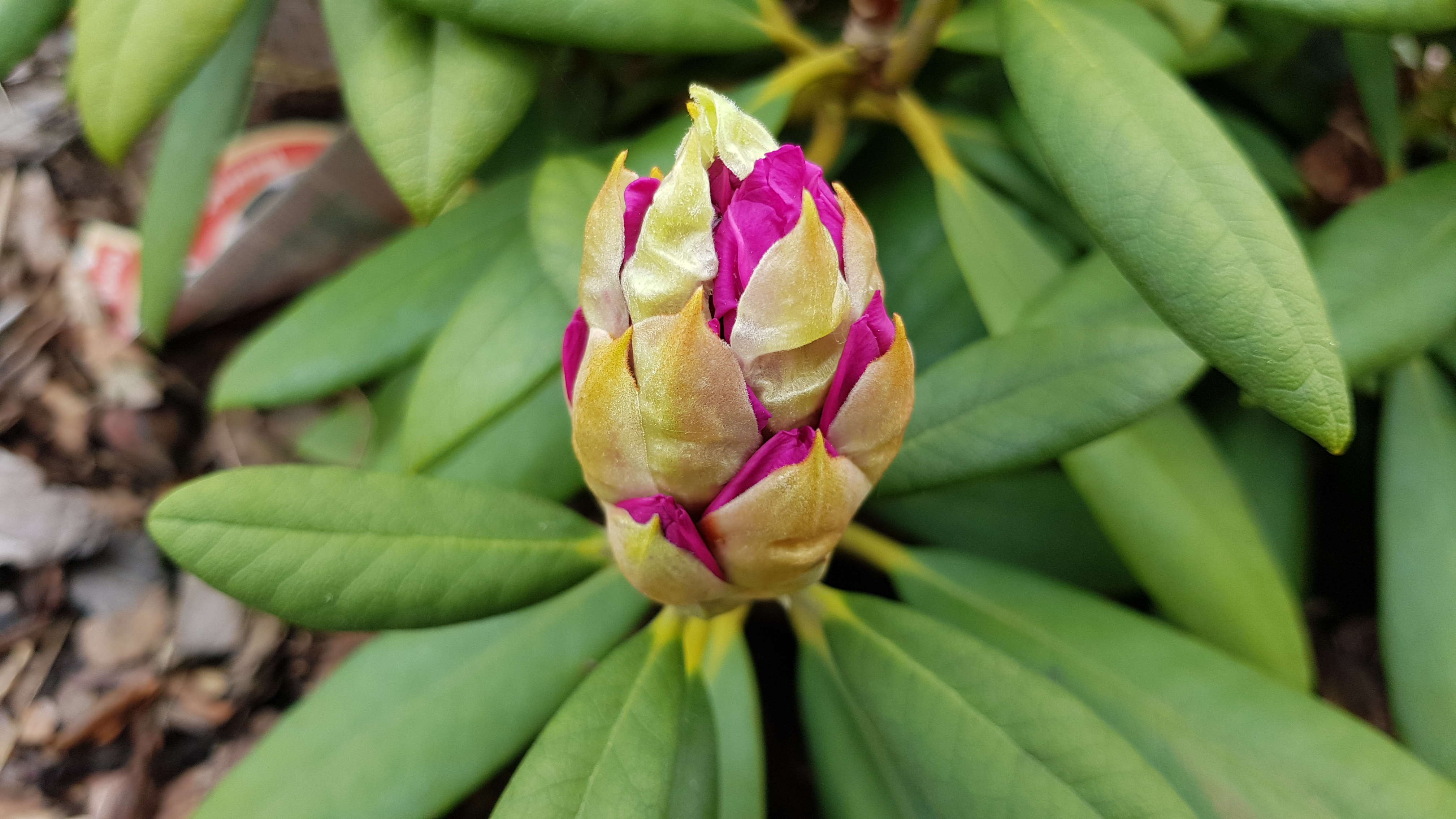 Różanecznik Caroline Allbrook pąk