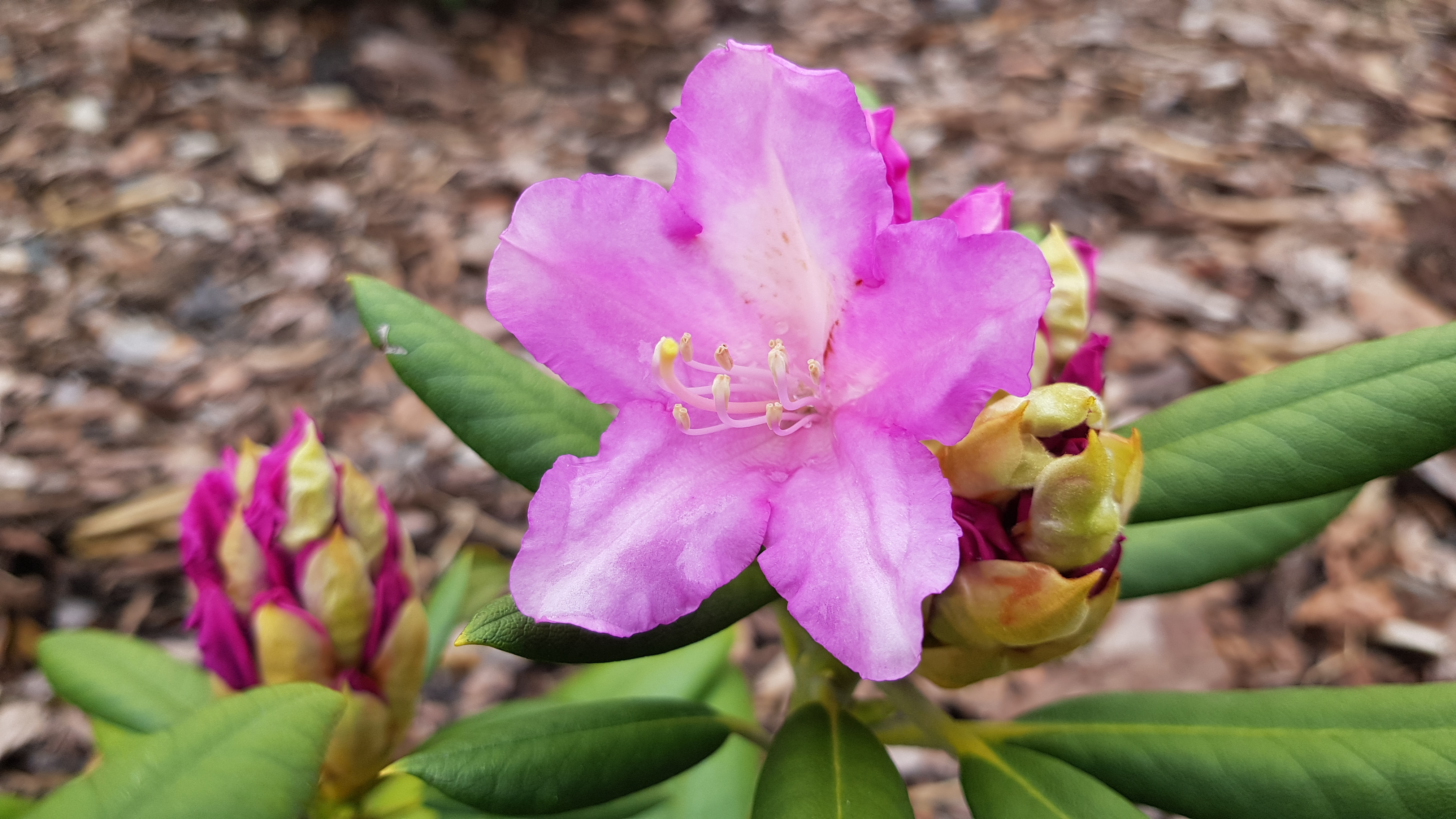 Różanecznik Caroline Allbrook kwiat