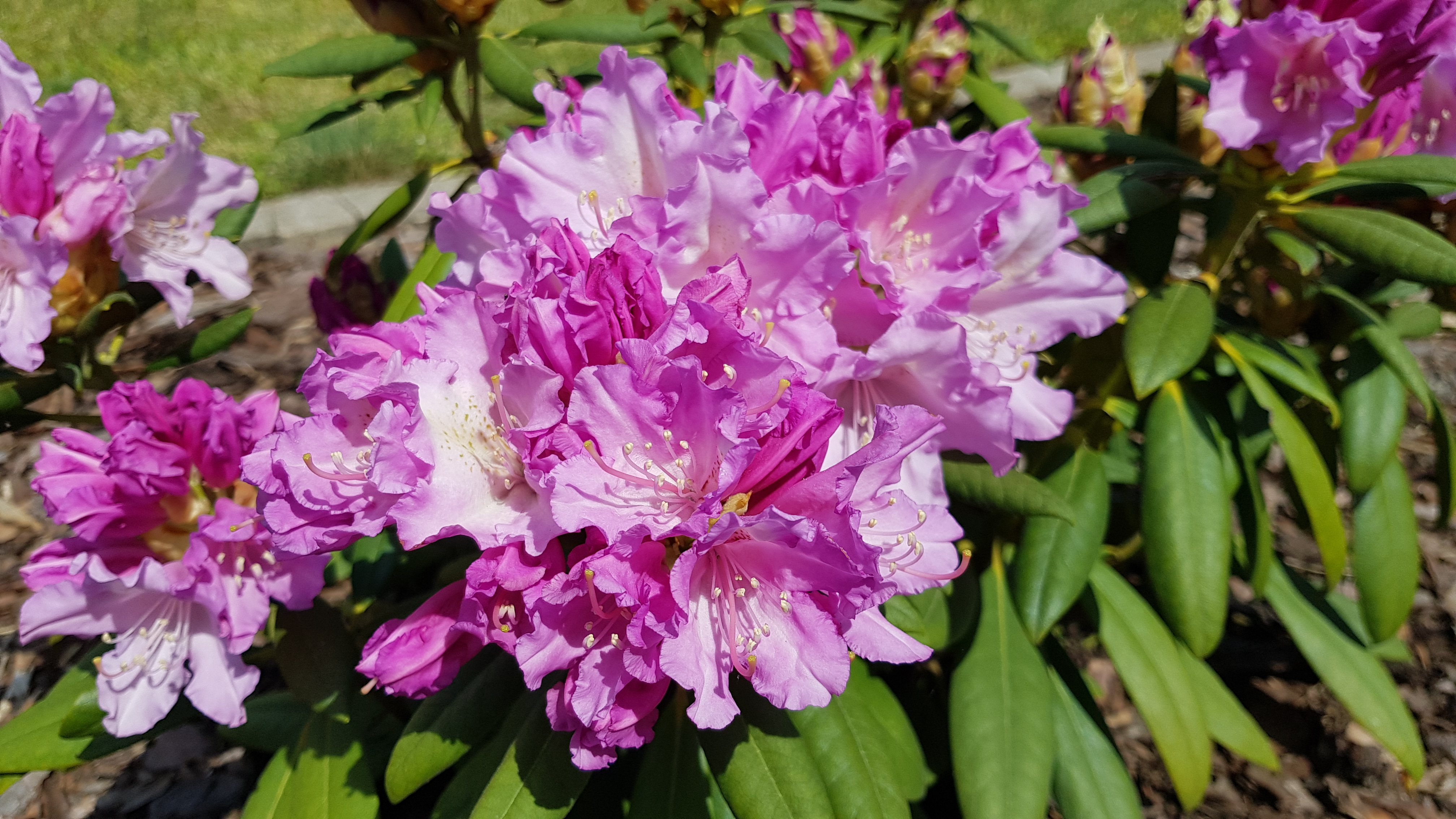 Różanecznik Caroline Allbrook kwiatostan