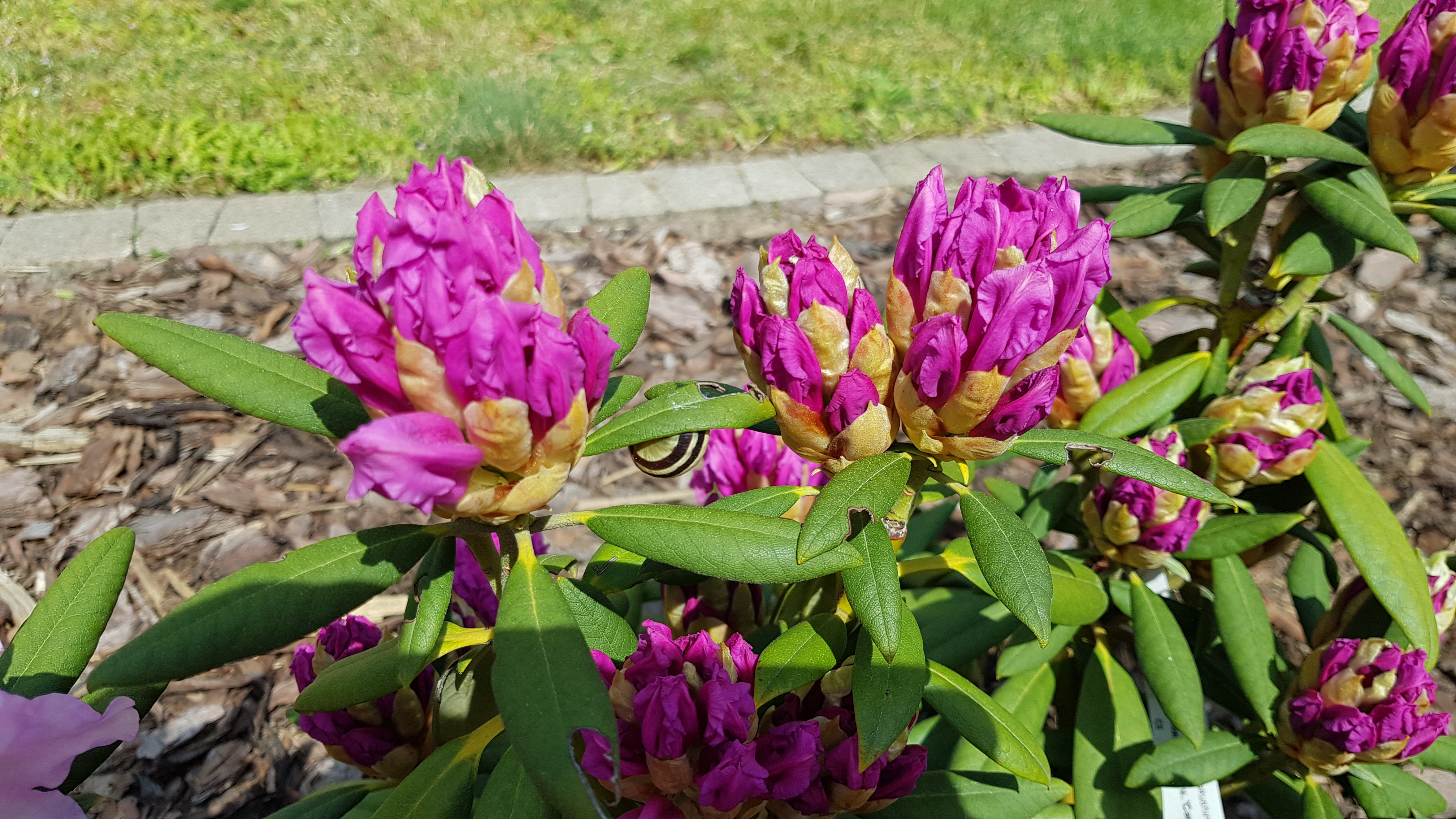 Rododendron Caroline Allbrook rozwijające się pąki