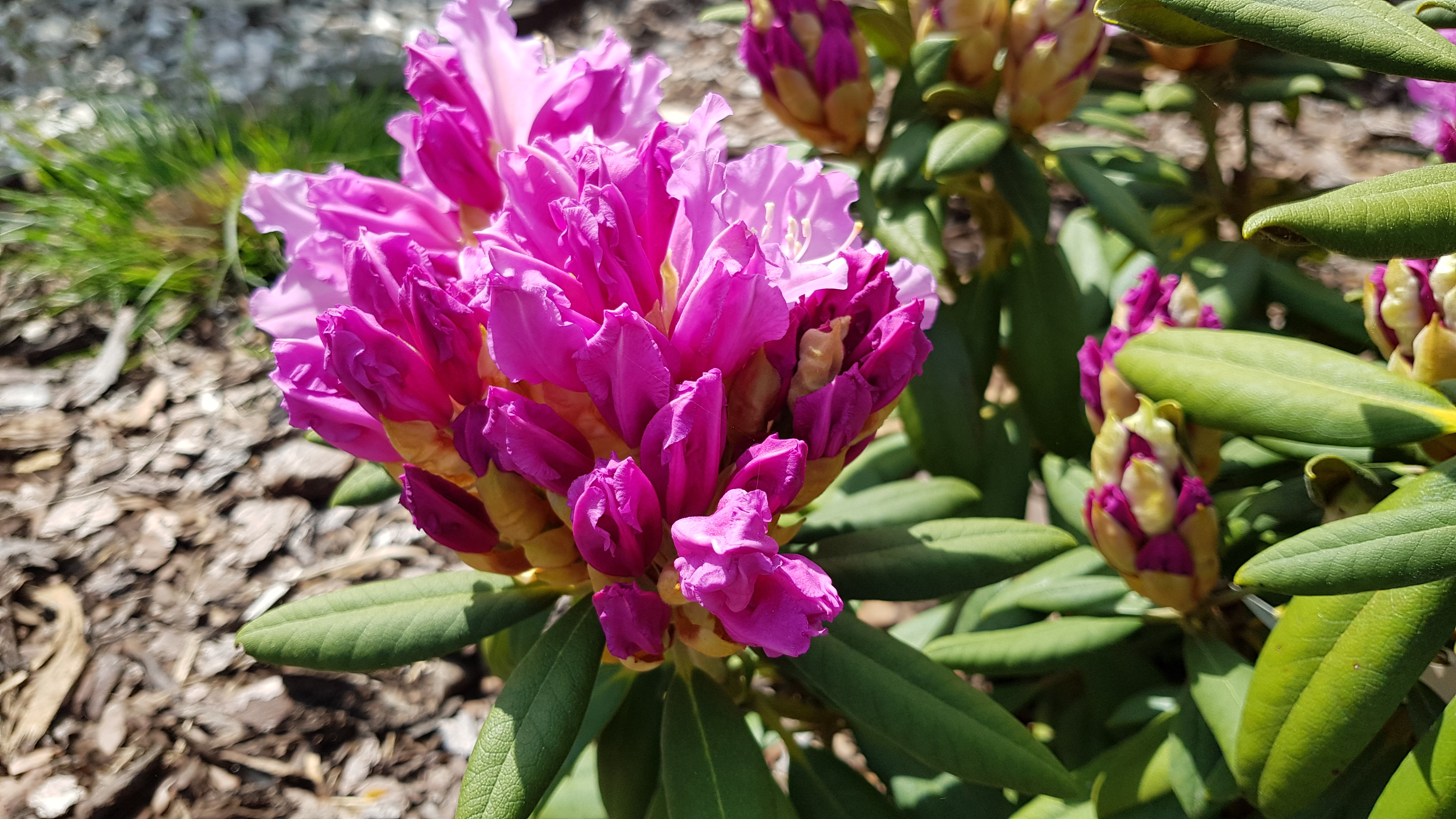 Różanecznik Caroline Allbrook rozwijające się pąki