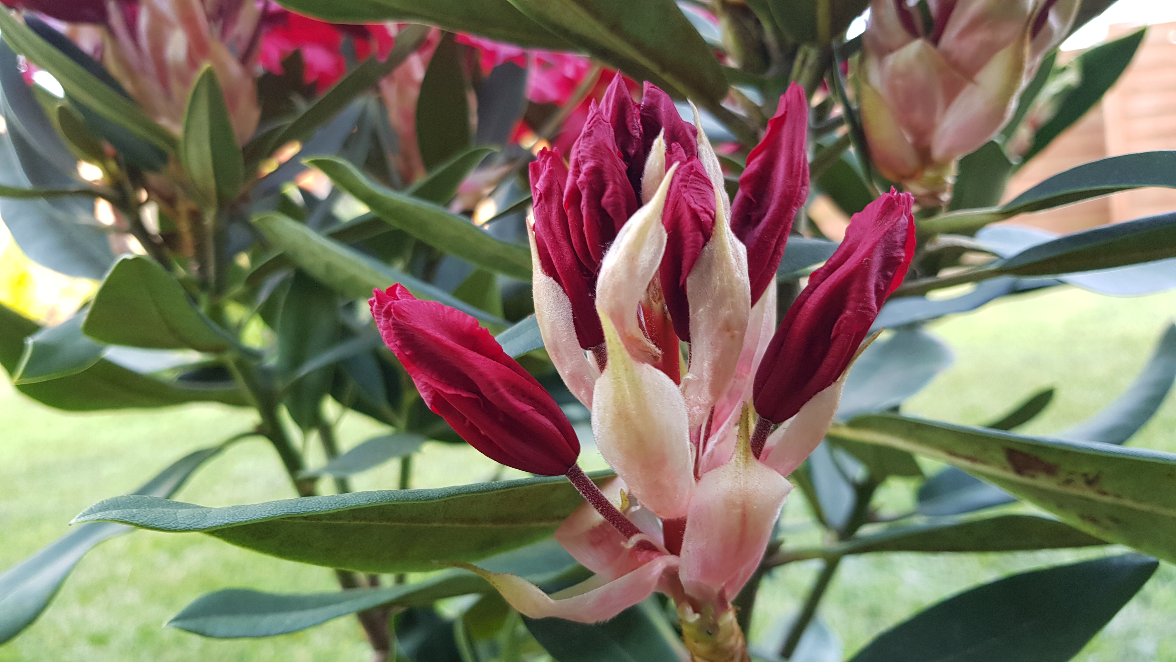 Różanecznik wielkokwiatowy Taragona rozwijające się pąki