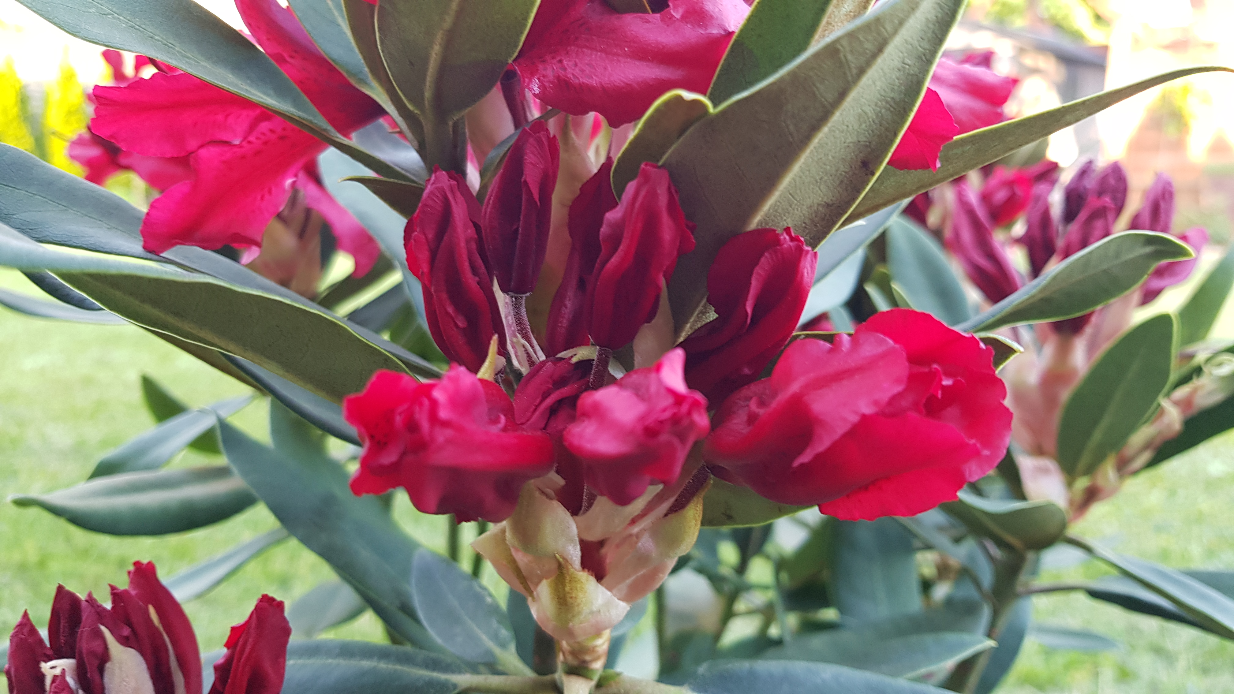 Różanecznik wielkokwiatowy Taragona rozwijające się pąki