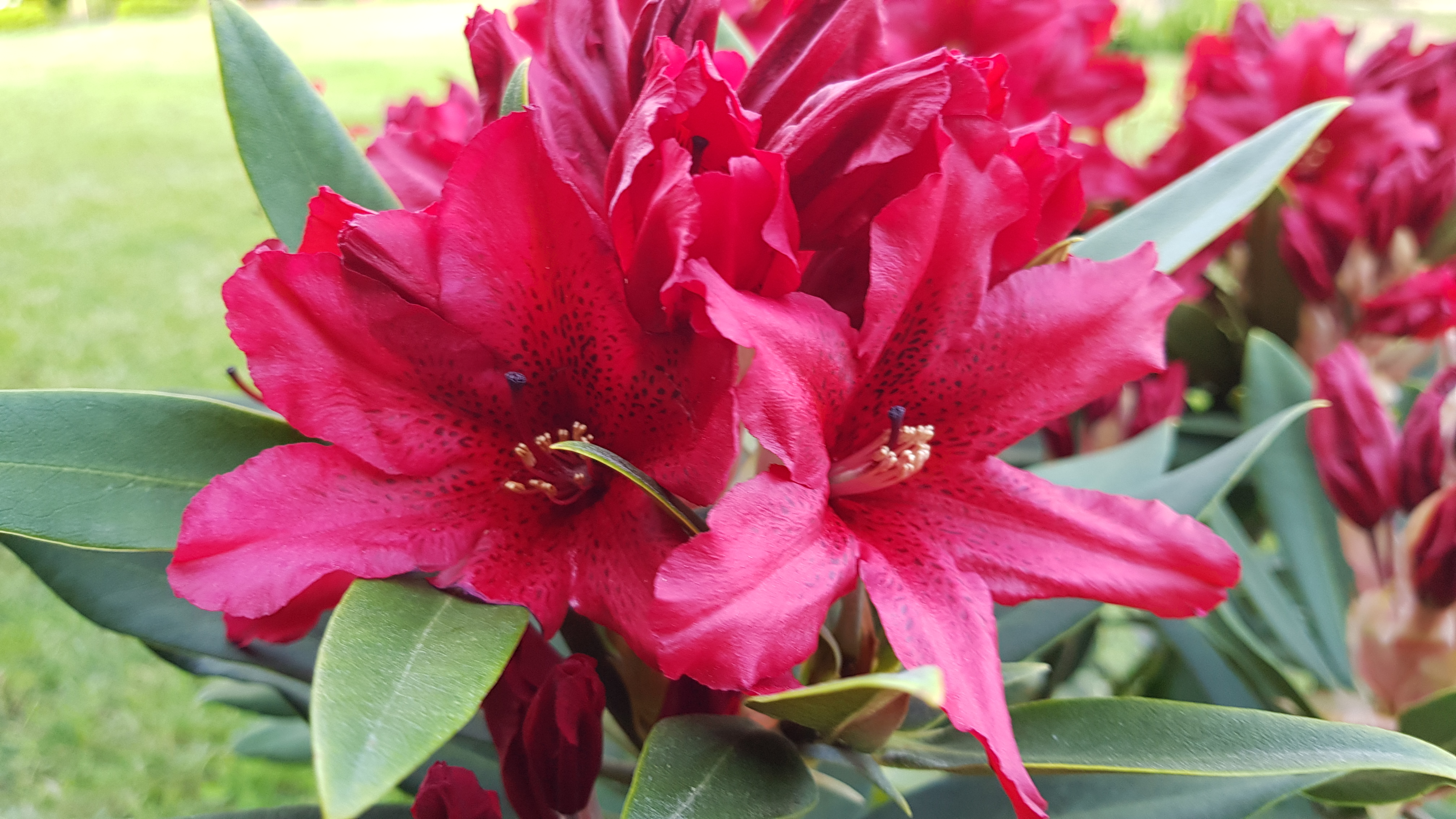 Różanecznik wielkokwiatowy Taragona kwiaty