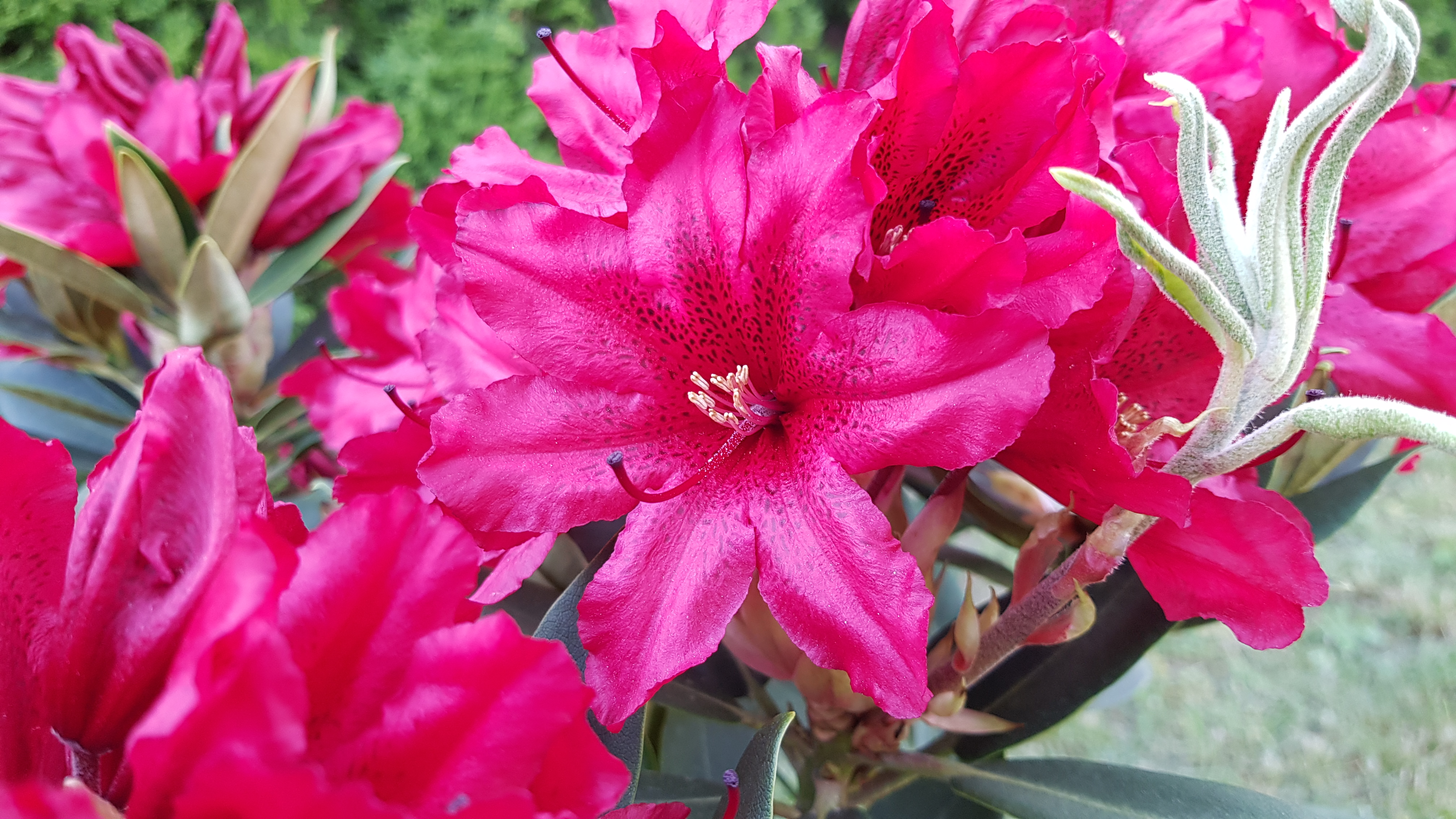 Różanecznik wielkokwiatowy Taragona kwiaty