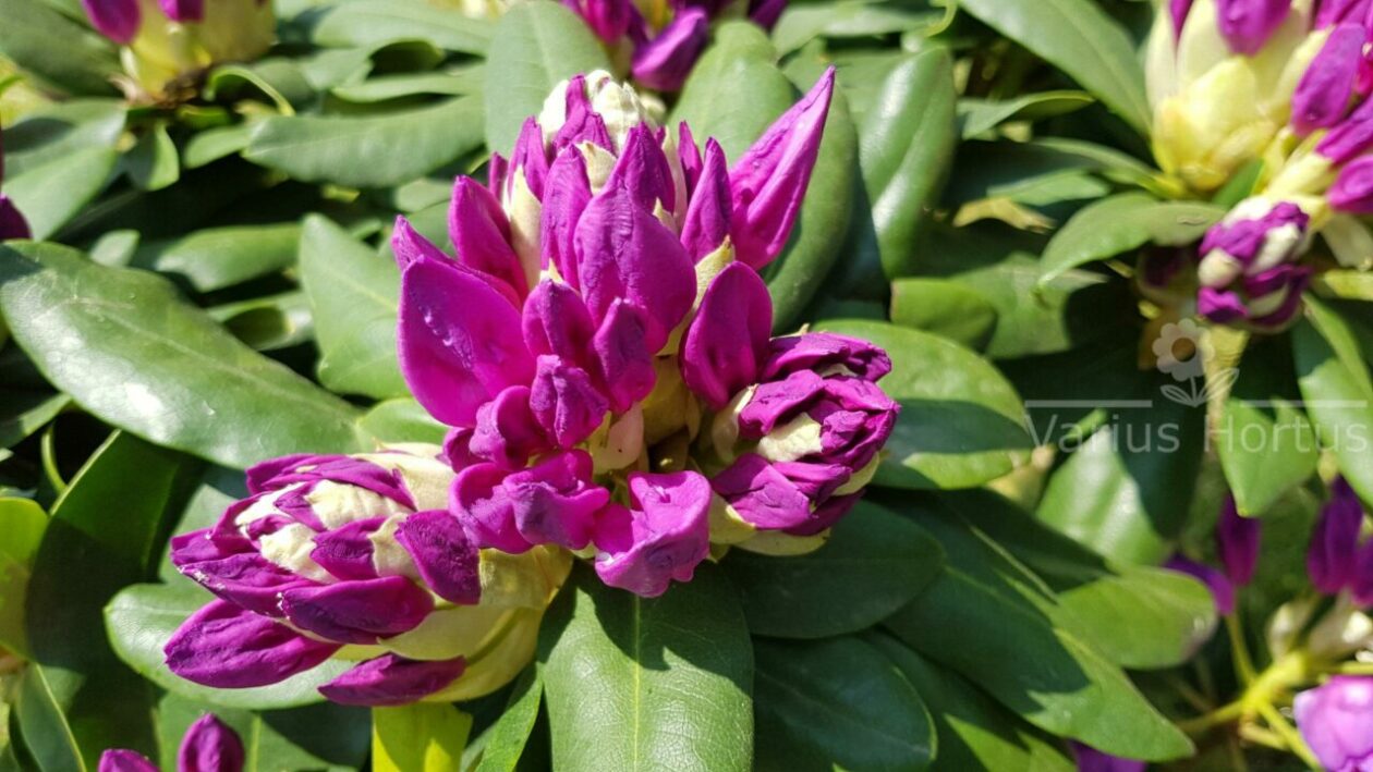 Różanecznik Catawbiense Grandiflorum