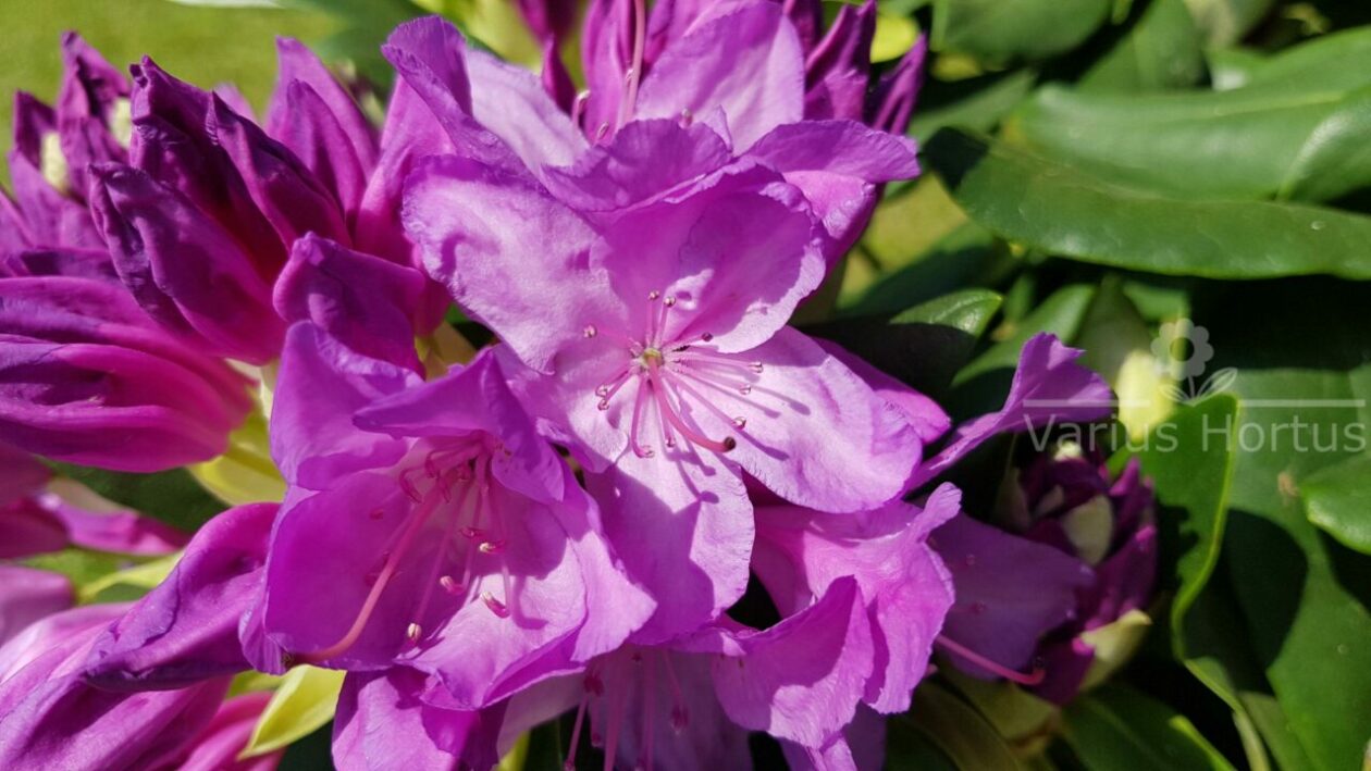 Różanecznik Catawbiense Grandiflorum
