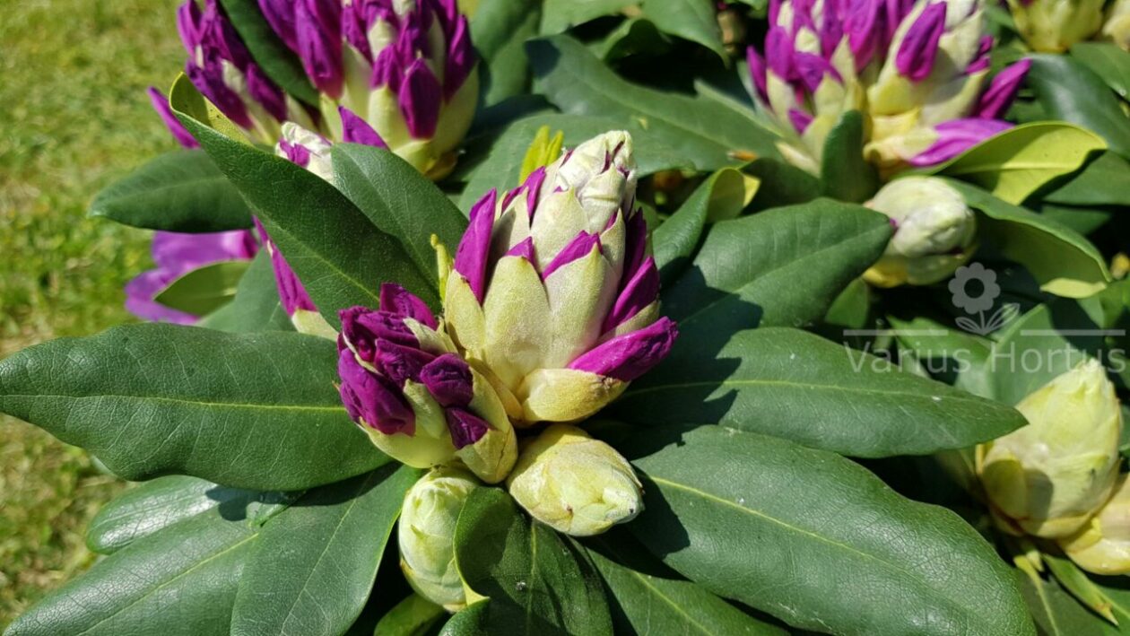 Różanecznik Catawbiense Grandiflorum