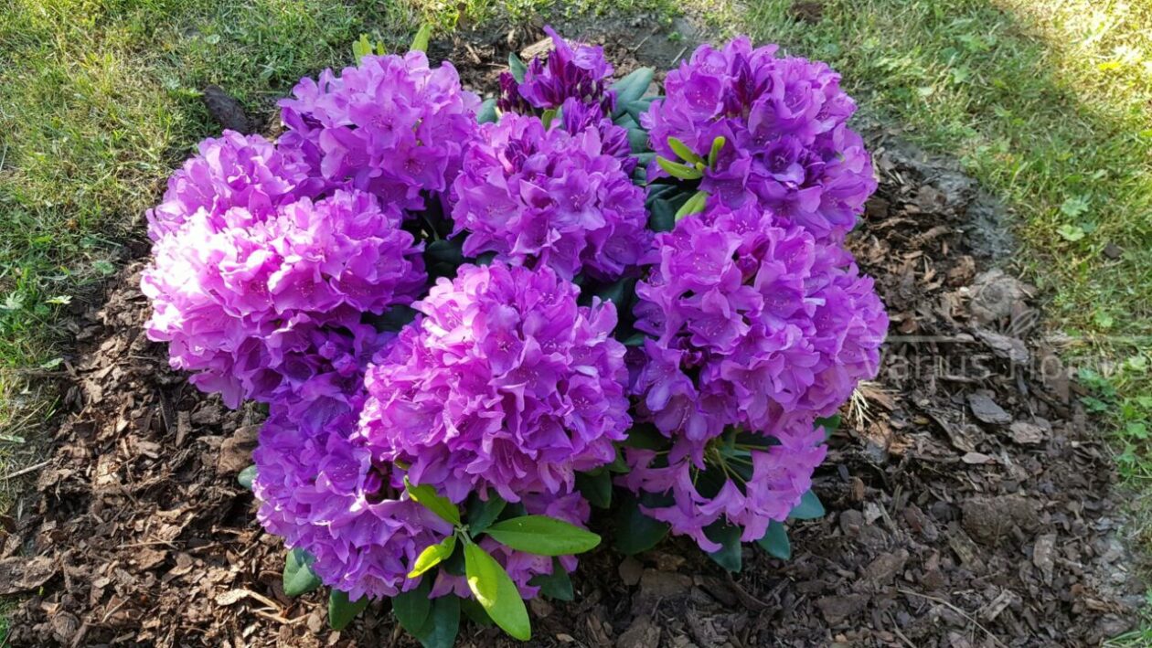 Różanecznik Catawbiense Grandiflorum