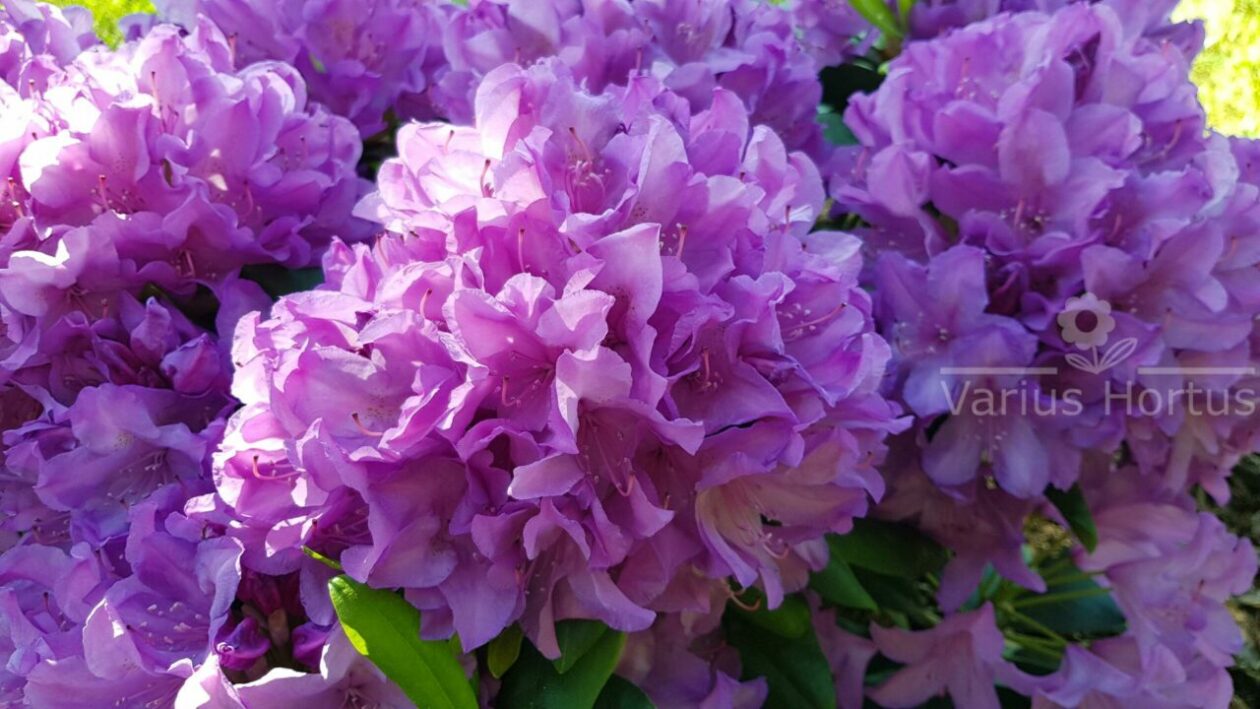 Różanecznik Catawbiense Grandiflorum