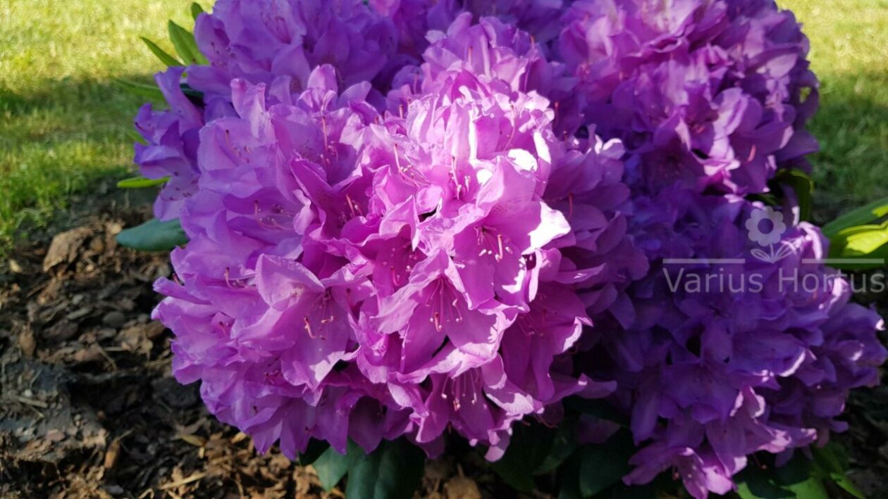 Różanecznik Catawbiense Grandiflorum