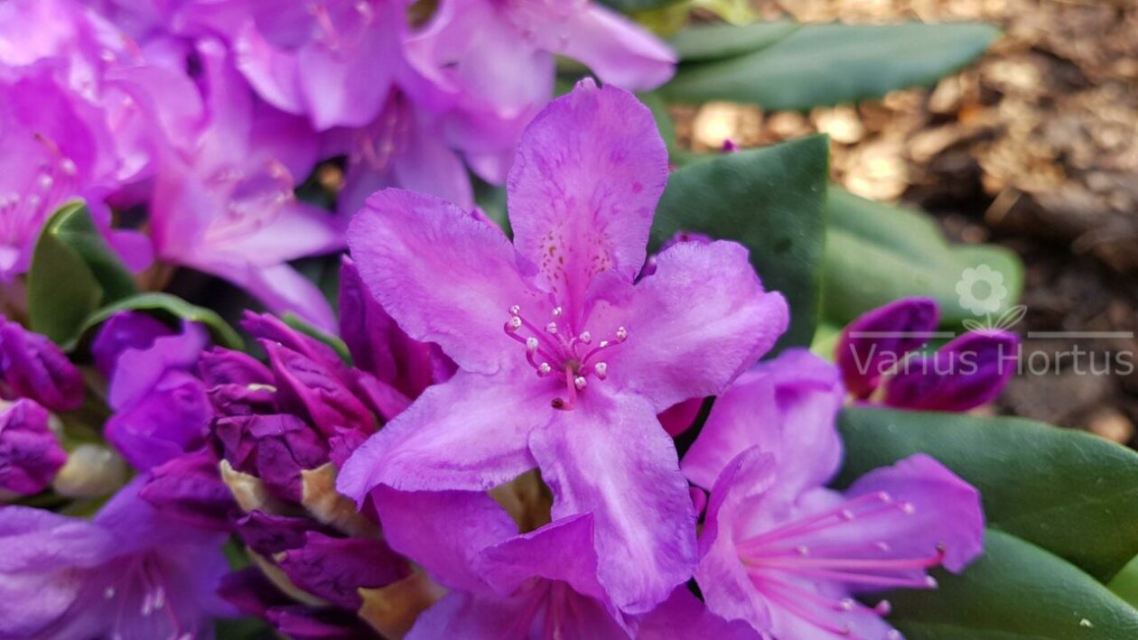 Różanecznik Catawbiense Grandiflorum