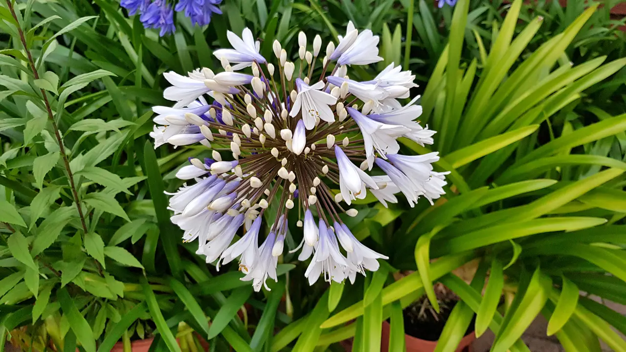 Kwiatostan agapanta białego