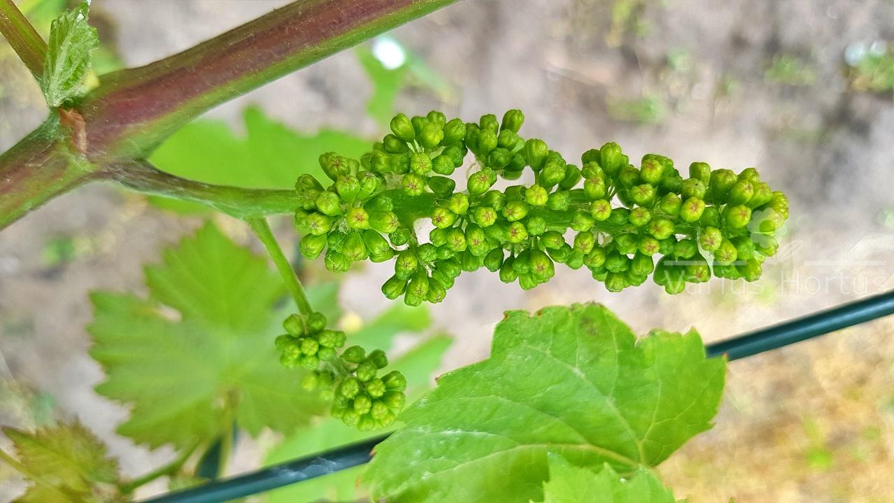 Kwiatostan Leon Millot