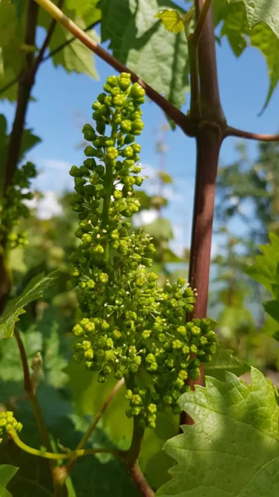 kwitnienie winorośl właściwa Dornfelder