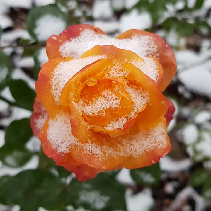 zamarznięty kwiat róży