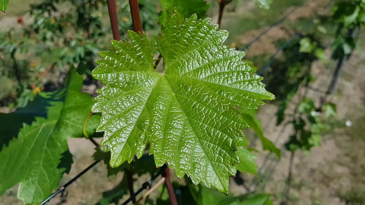 Pestki z winogron, liście winorośli – właściwości prozdrowotne i zastosowanie