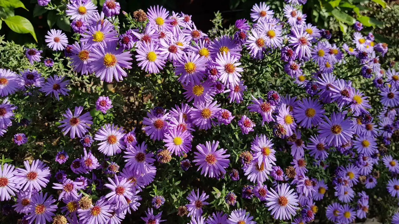 Aster wieloletni