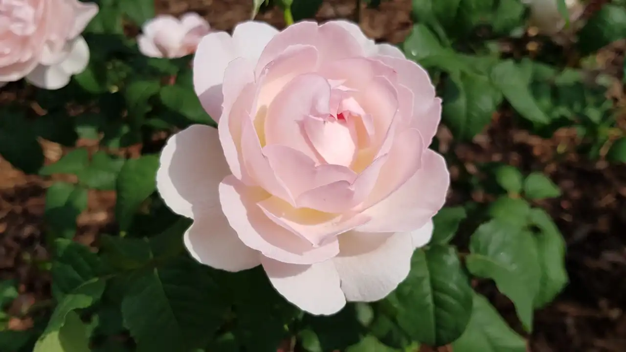 Rosa