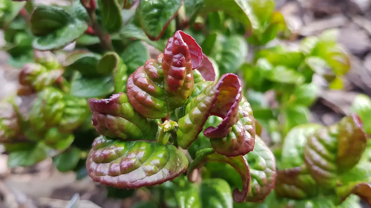 Kiscien Leucothoe axillaris "Curly Red"