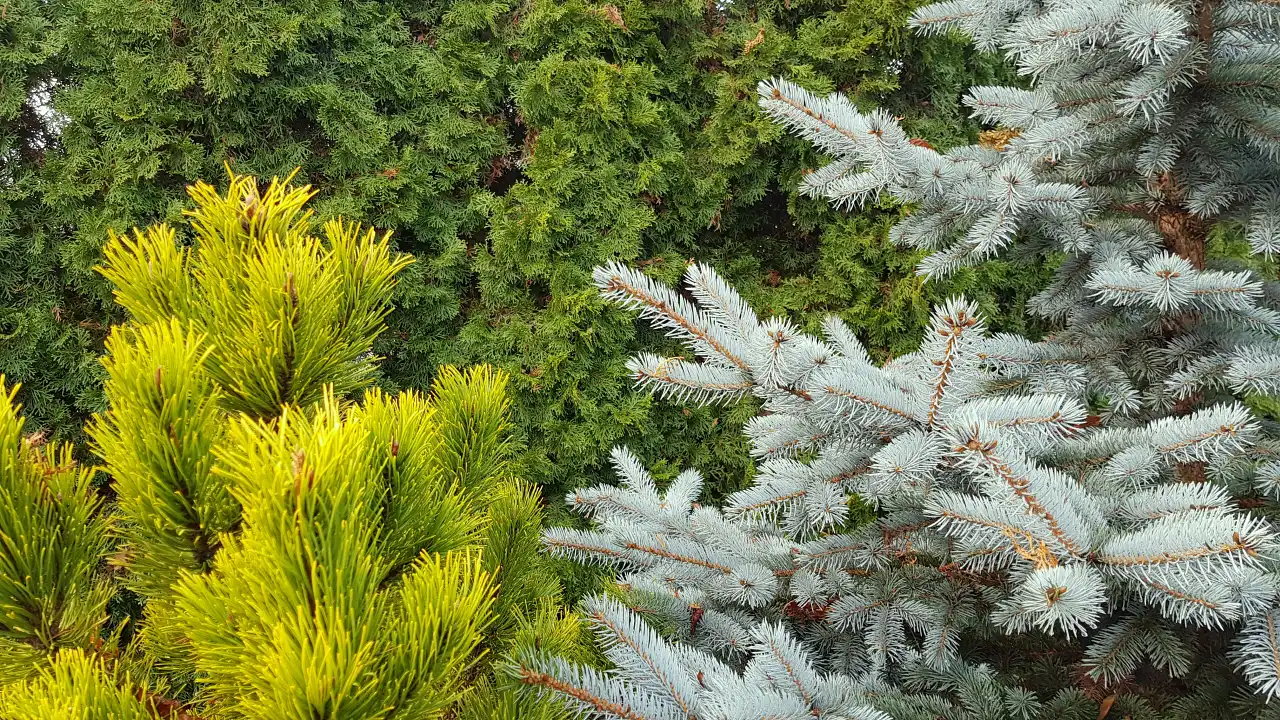 Kolory iglaków, rośliny zimozielone