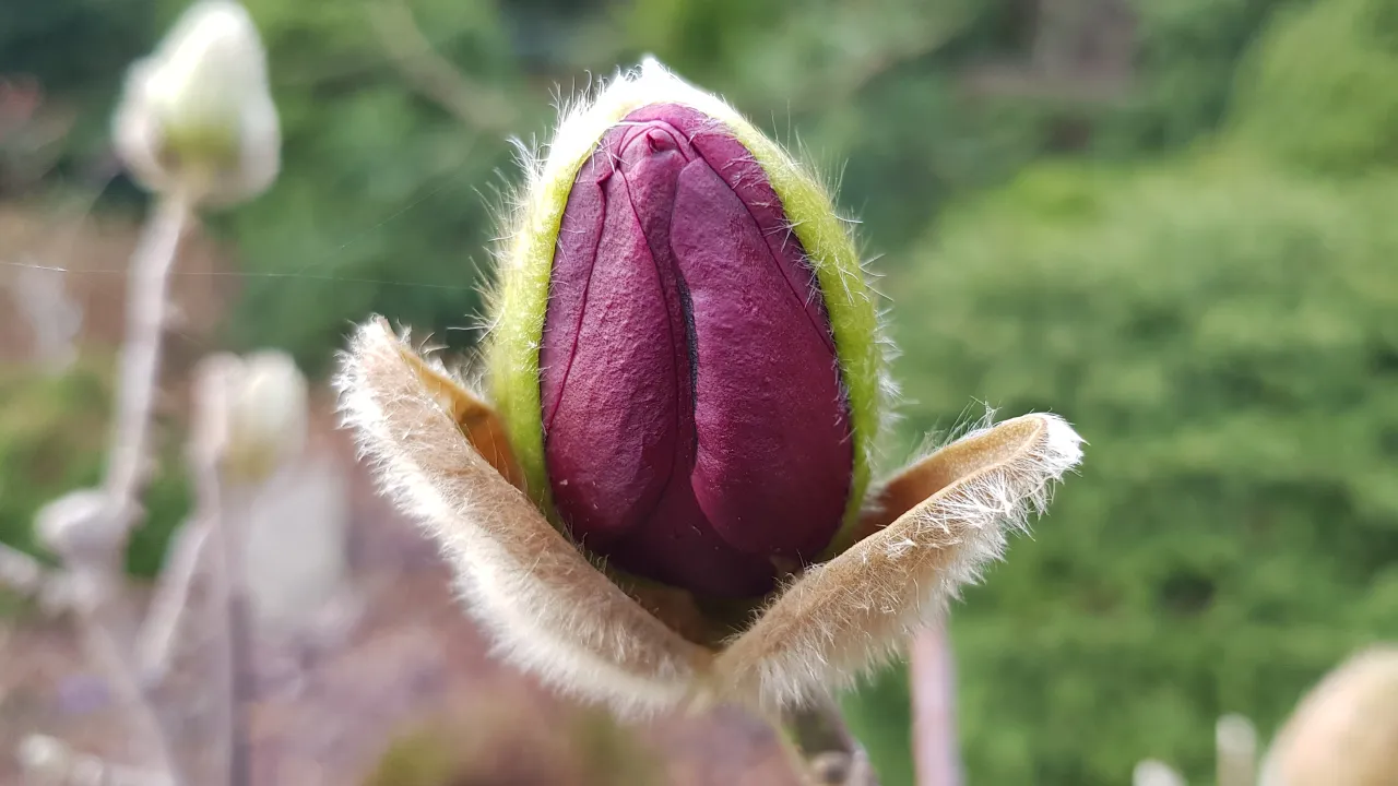 Magnolie – moment, kiedy wszystko się zaczyna