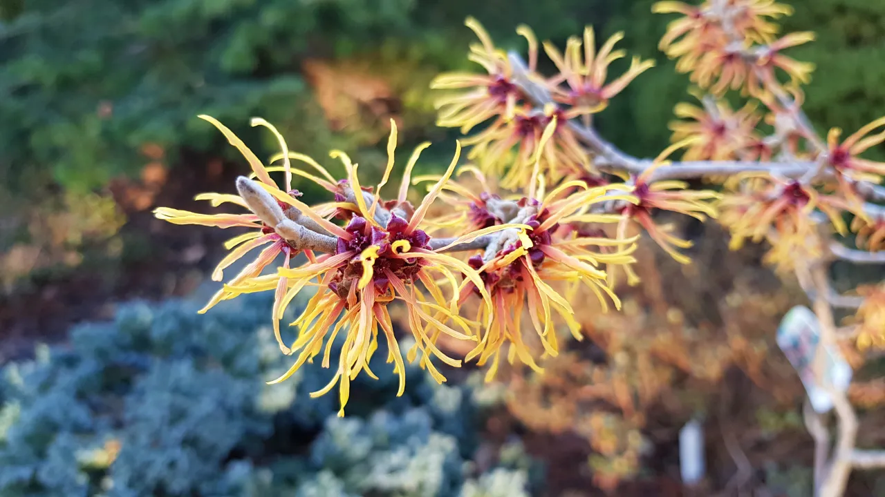 Początek marca w ogrodzie – kiedy ziemia budzi się do życia