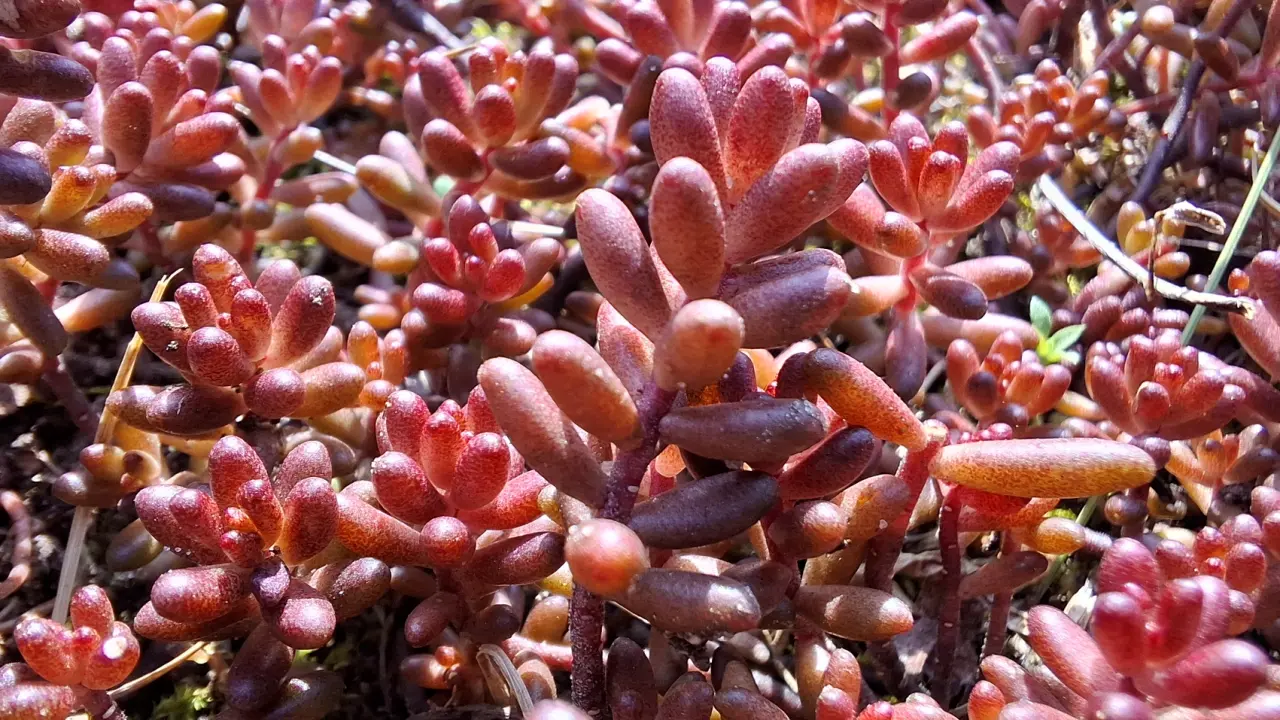 Rośliny zadarniające na suchą, piaszczystą glebę