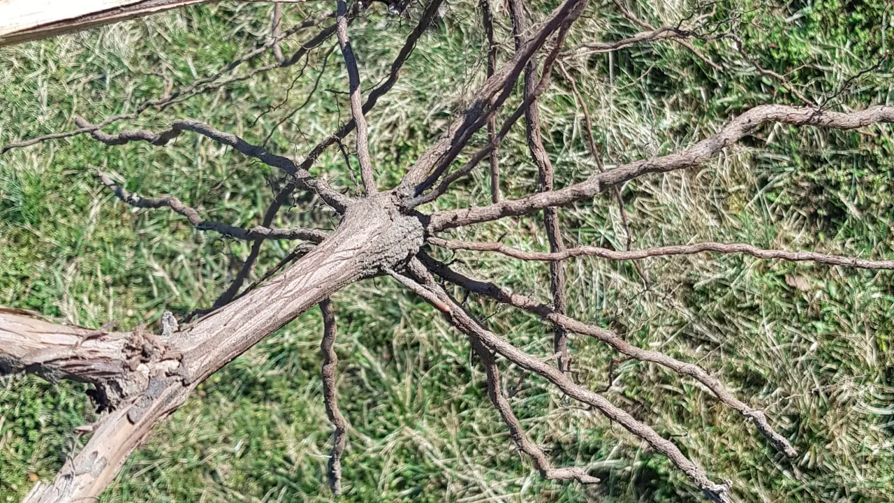 Rozmnażanie winorośli – odkłady i sadzonki w praktyce