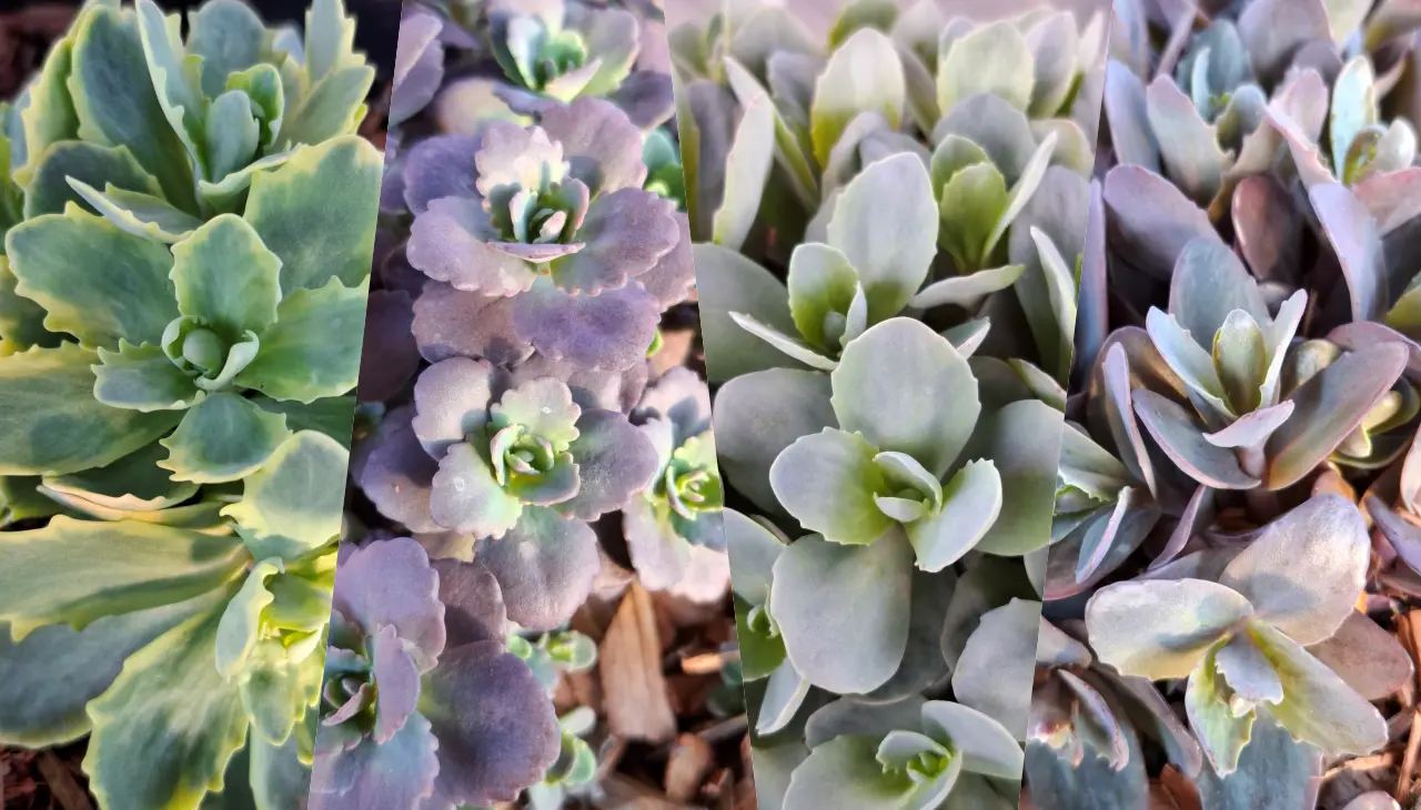 Rozchodniki w ogrodzie – od ozdobnych bylin po rośliny, po których chodzimy (i często ich nie zauważamy)